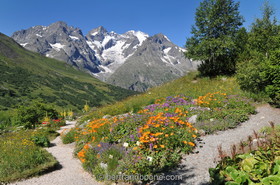 Jardin alpin du Lautaret (05)