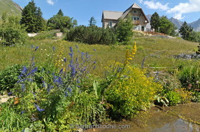 jardin alpin du lautaret - Hautes Alpes (05) - Fr