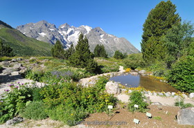 Jardin alpin du Lautaret (05)