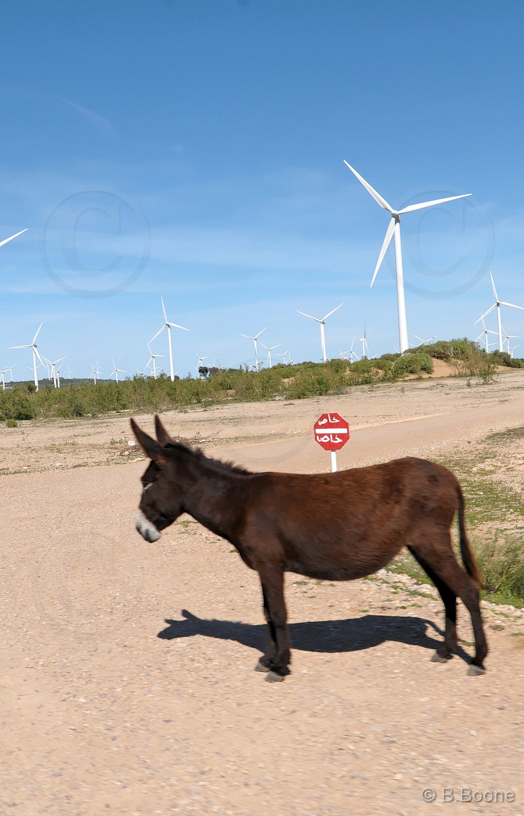 110209-0009©B.Boone