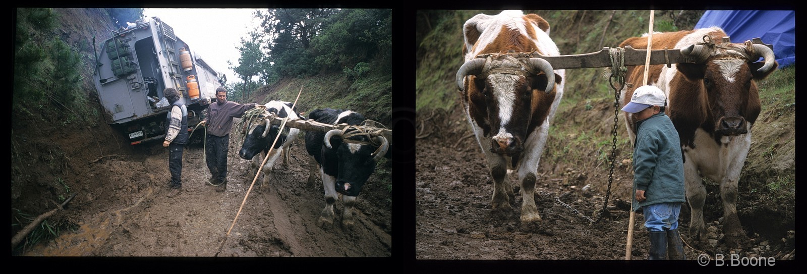 Chili   329scan©B.Boone