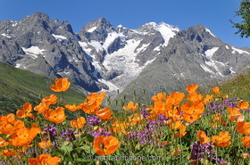Jardin alpin du Lautaret (05)